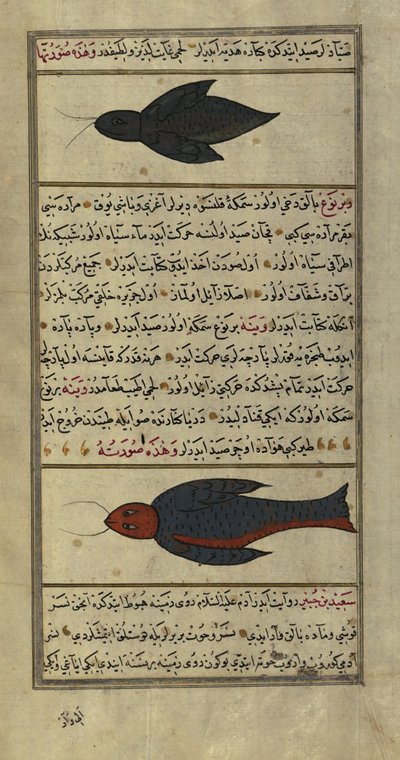 Zwei seltsame Fische aus den Vaynah (Vinah) Meeren von Zakariya al Qazwini